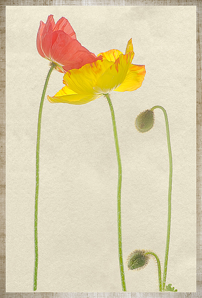The Poppy family