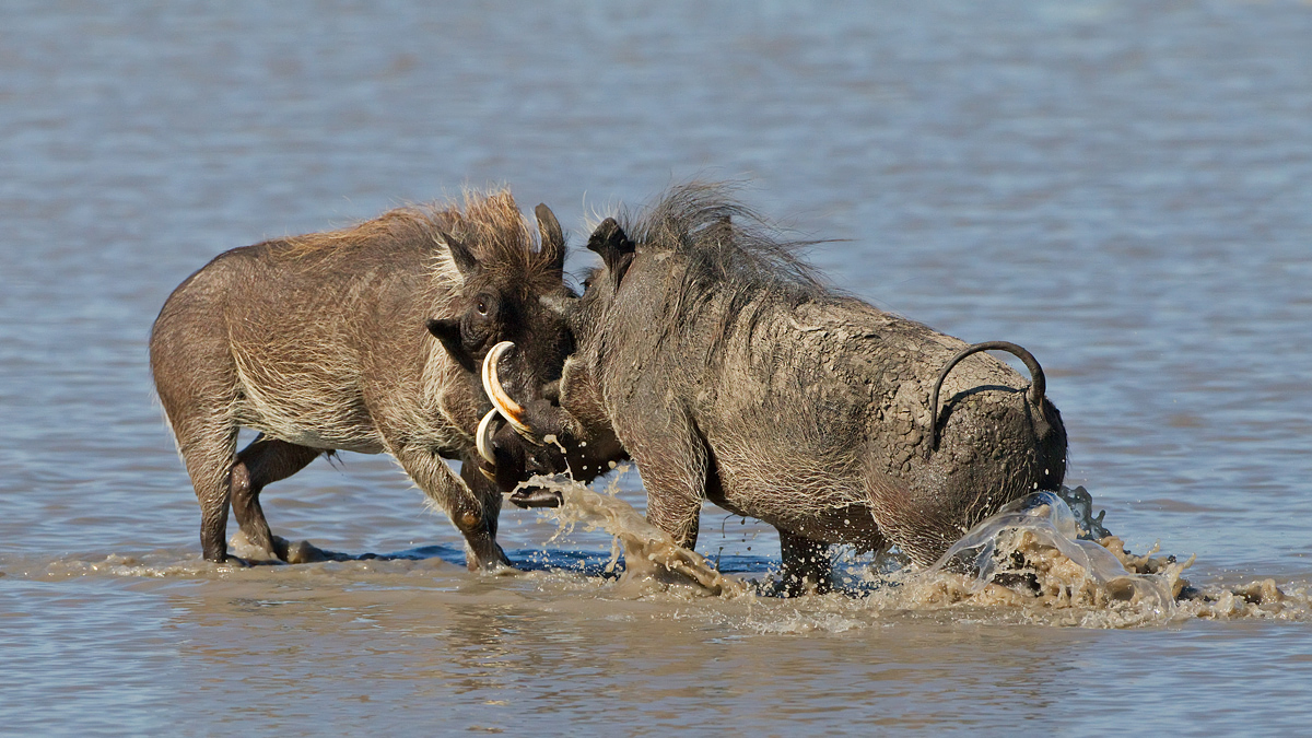 Warthog Scrap