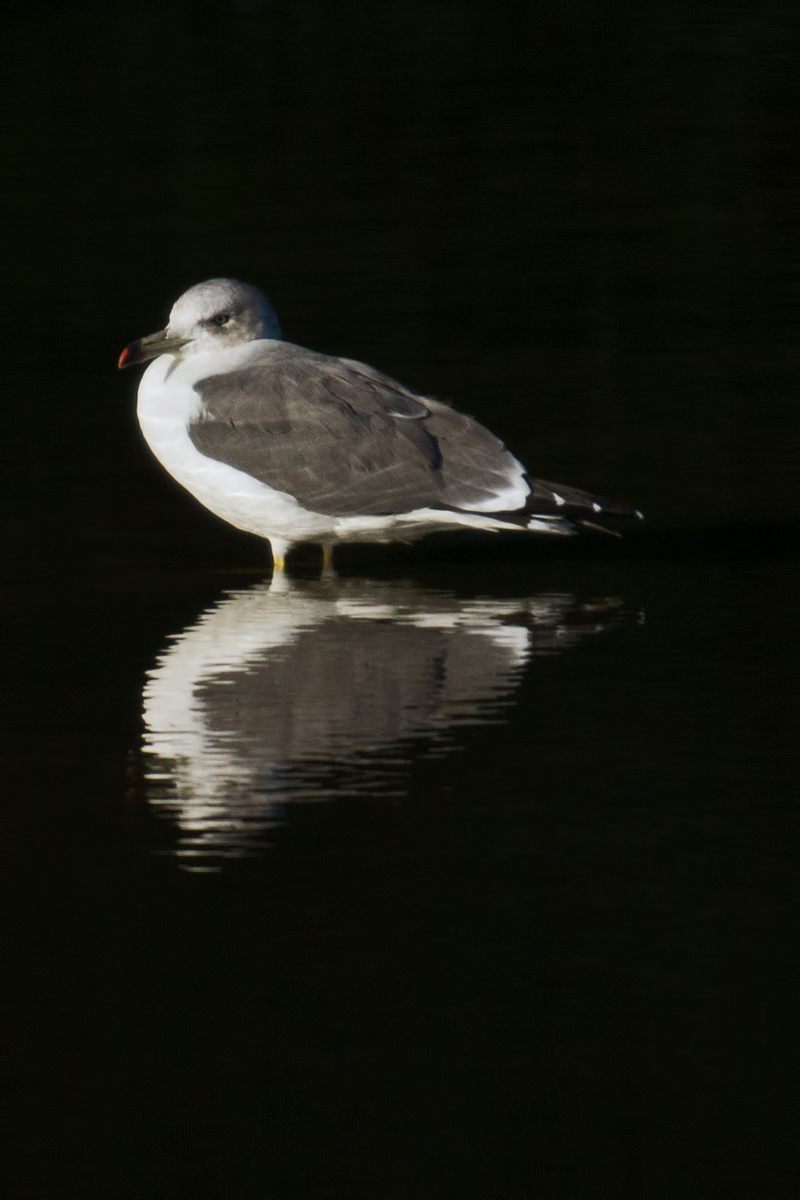Black-tailed Gull