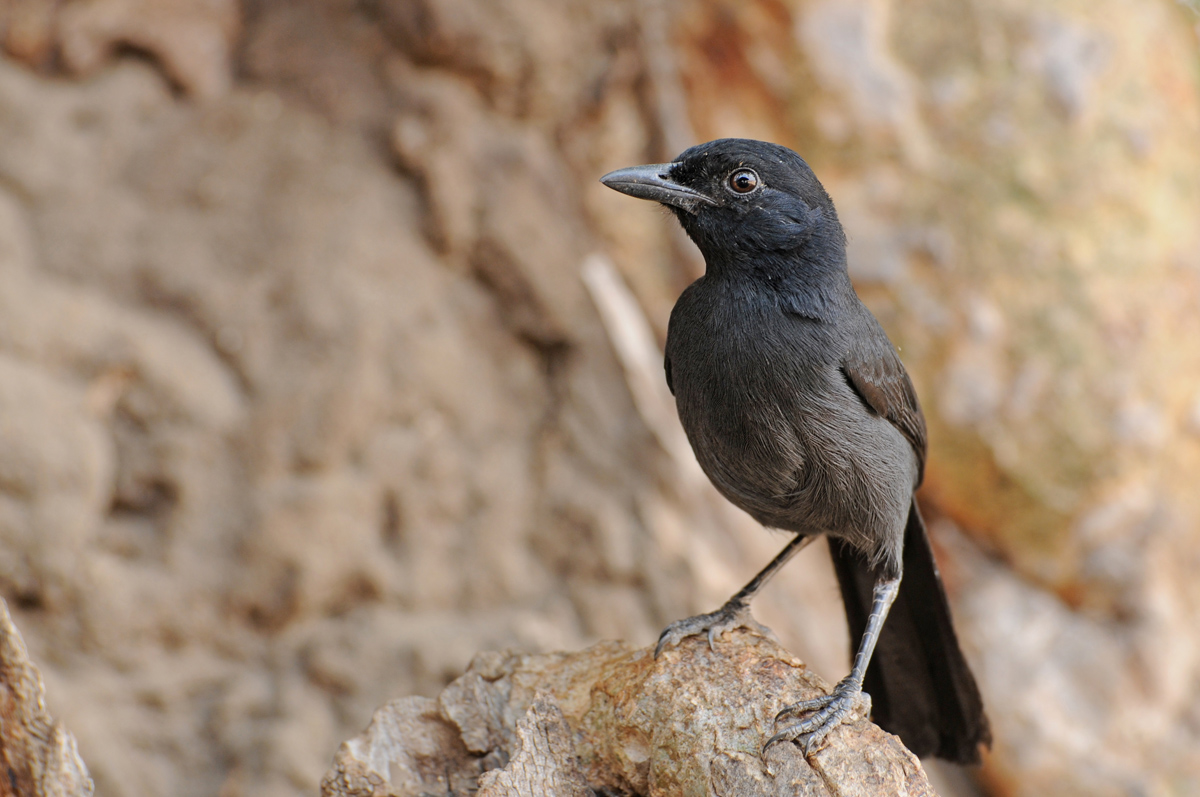 Slate-coloured boubou + repost