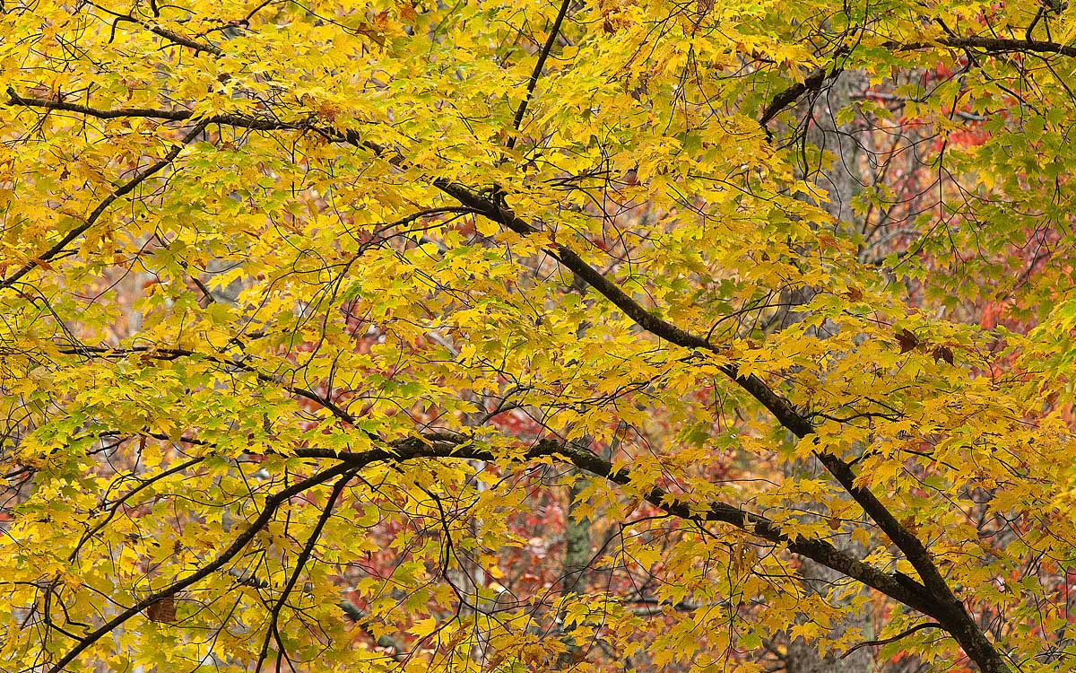 "Yellow Fall"