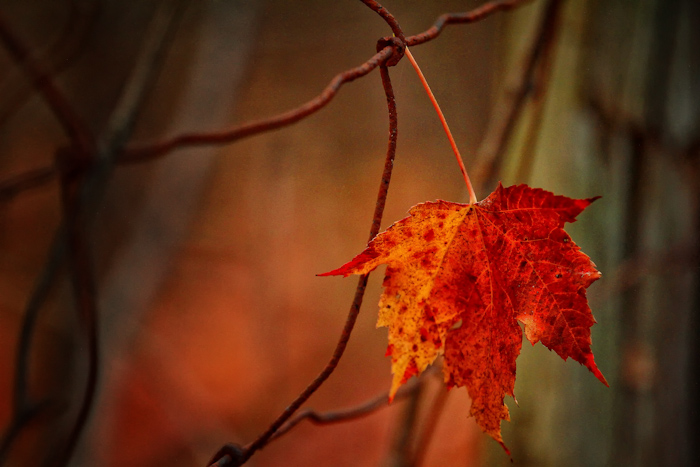 Leaf on a fence