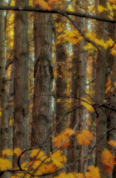 Dreamy fall 
