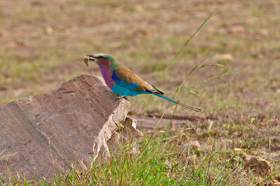 Lilac Breasted roller 