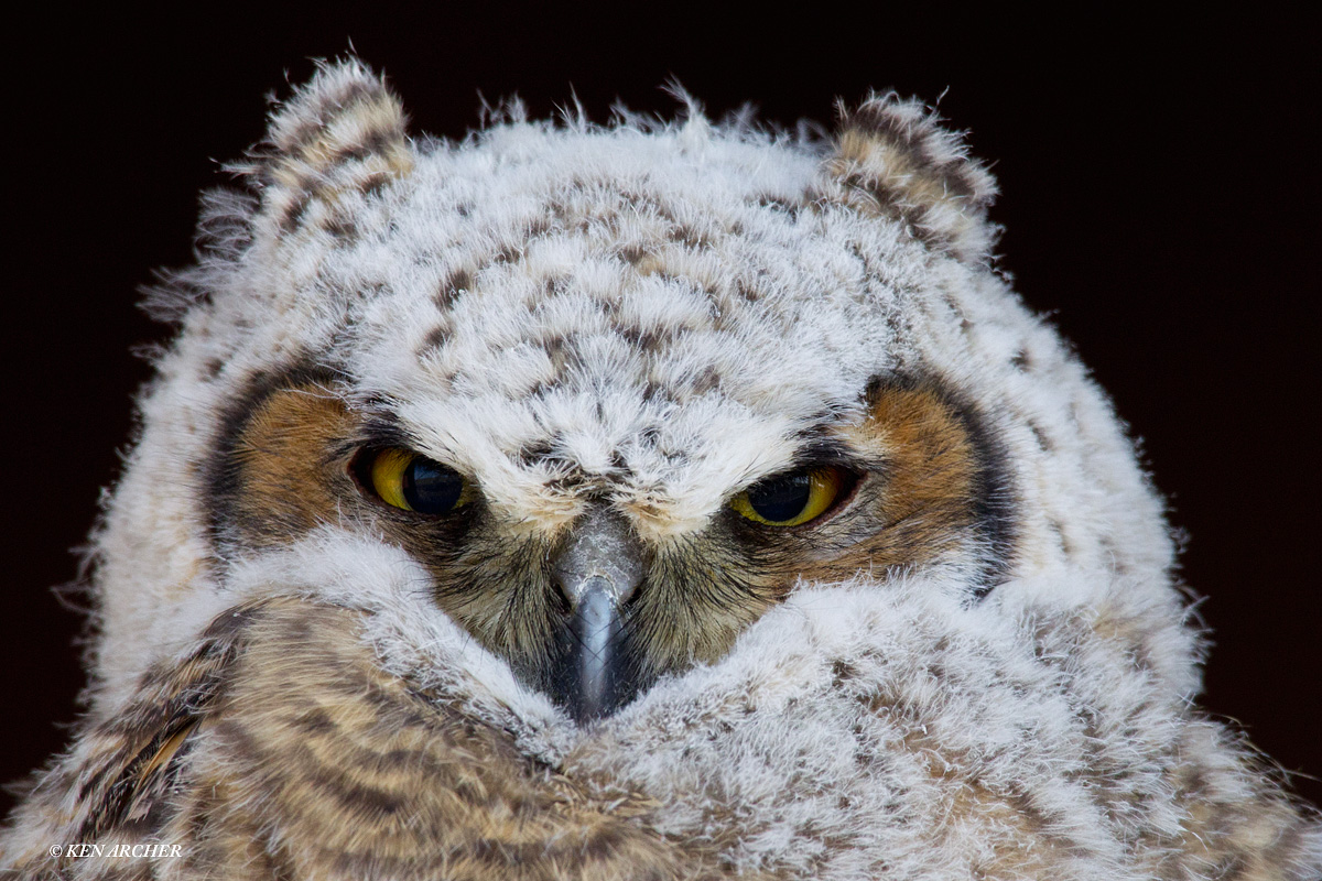 Great Horned Fledgling