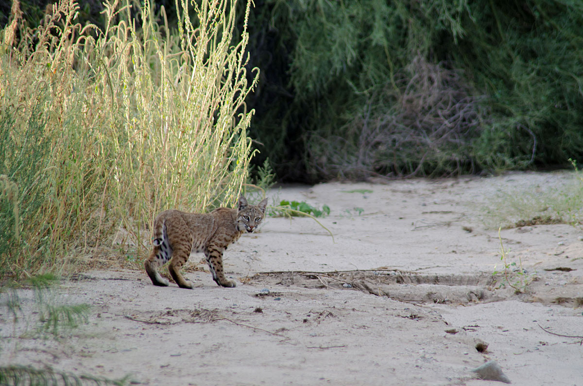 Bobcat (w/ cropped version)