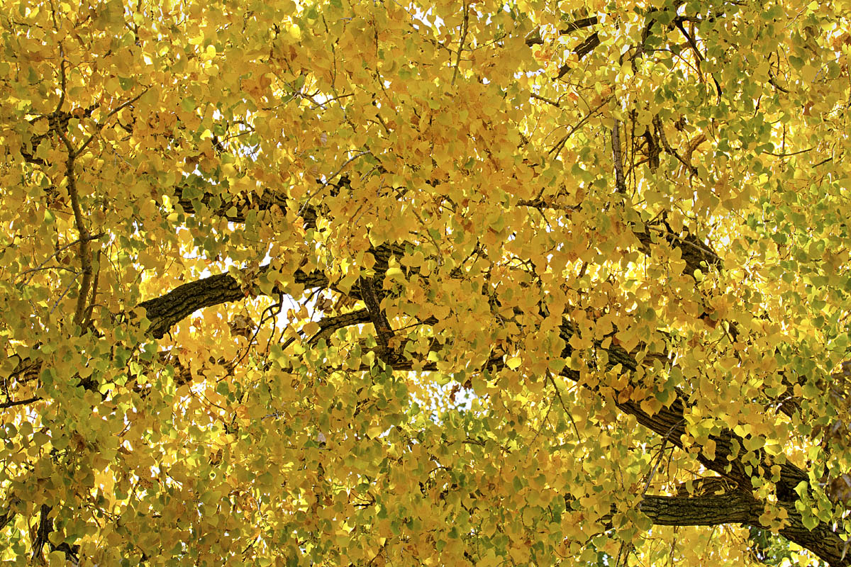 Backlit cottonwood