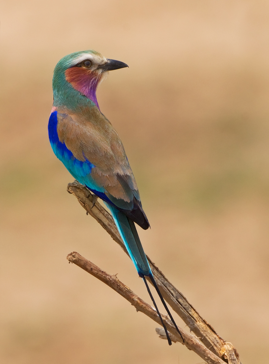 Lilac Breasted Roller