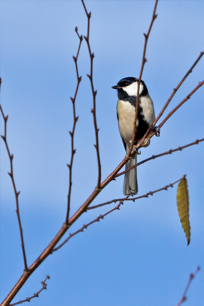Great Tit