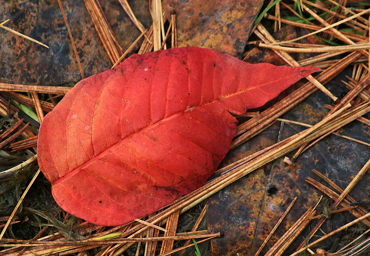 red leaf