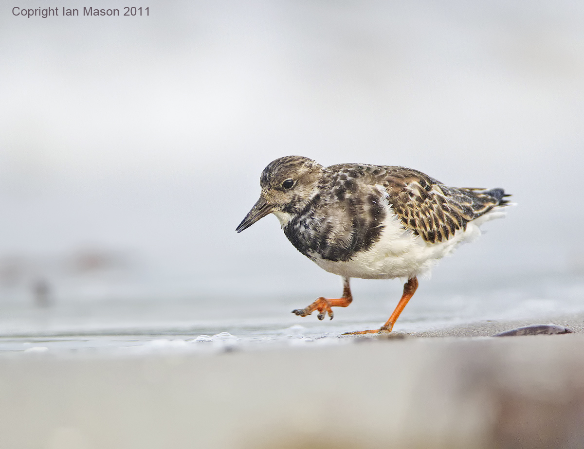 Turnstone