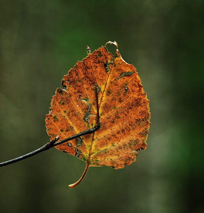 Hanging on