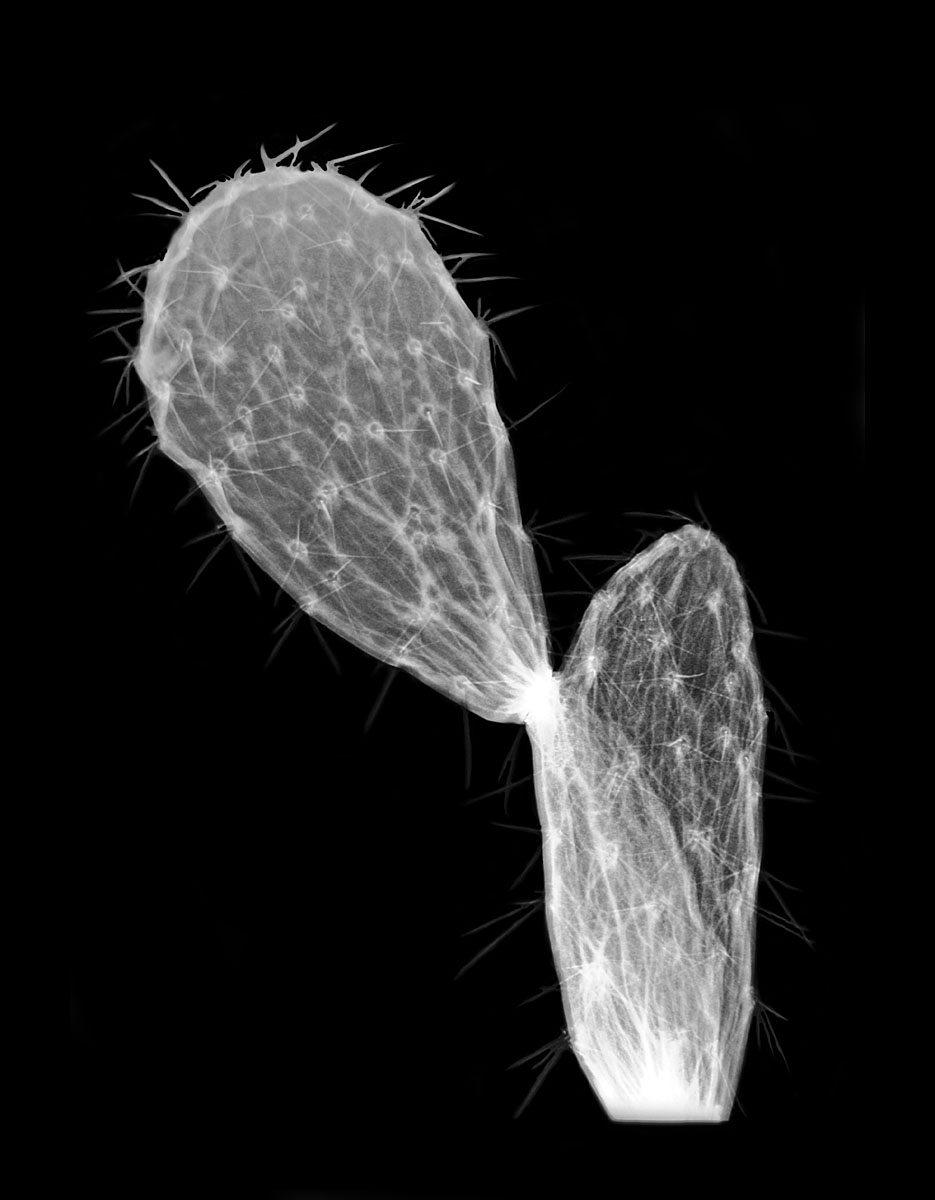 Prickly Pear X-ray
