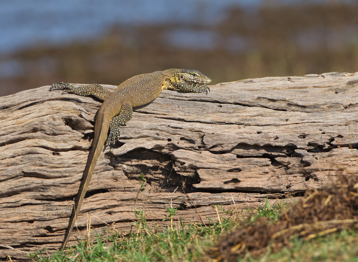 Monitor Lizzard