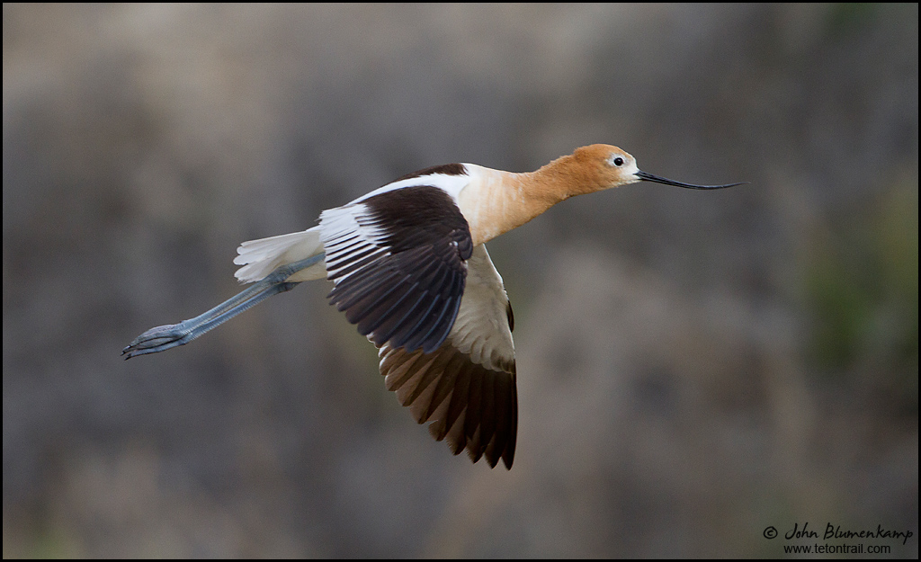 Avocet