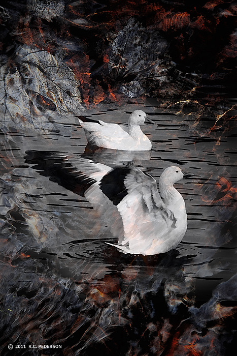 Dark Shallows