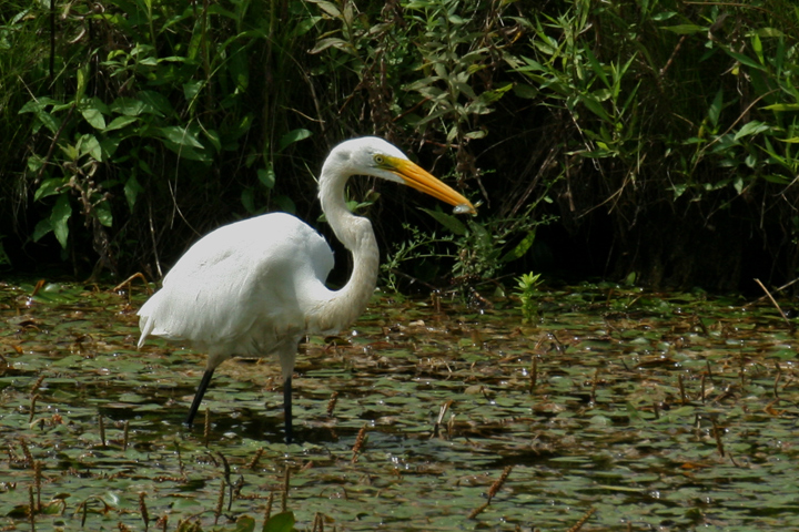 Great egret-small catch