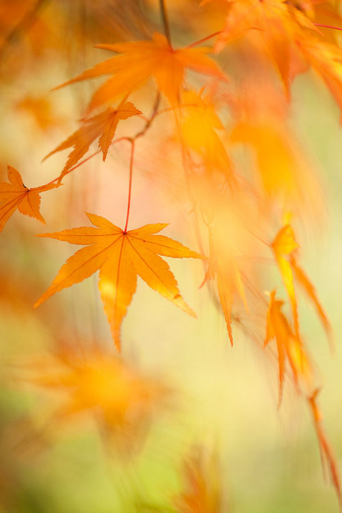 colored leaves..