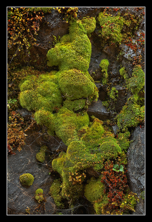 Moss, etc.....