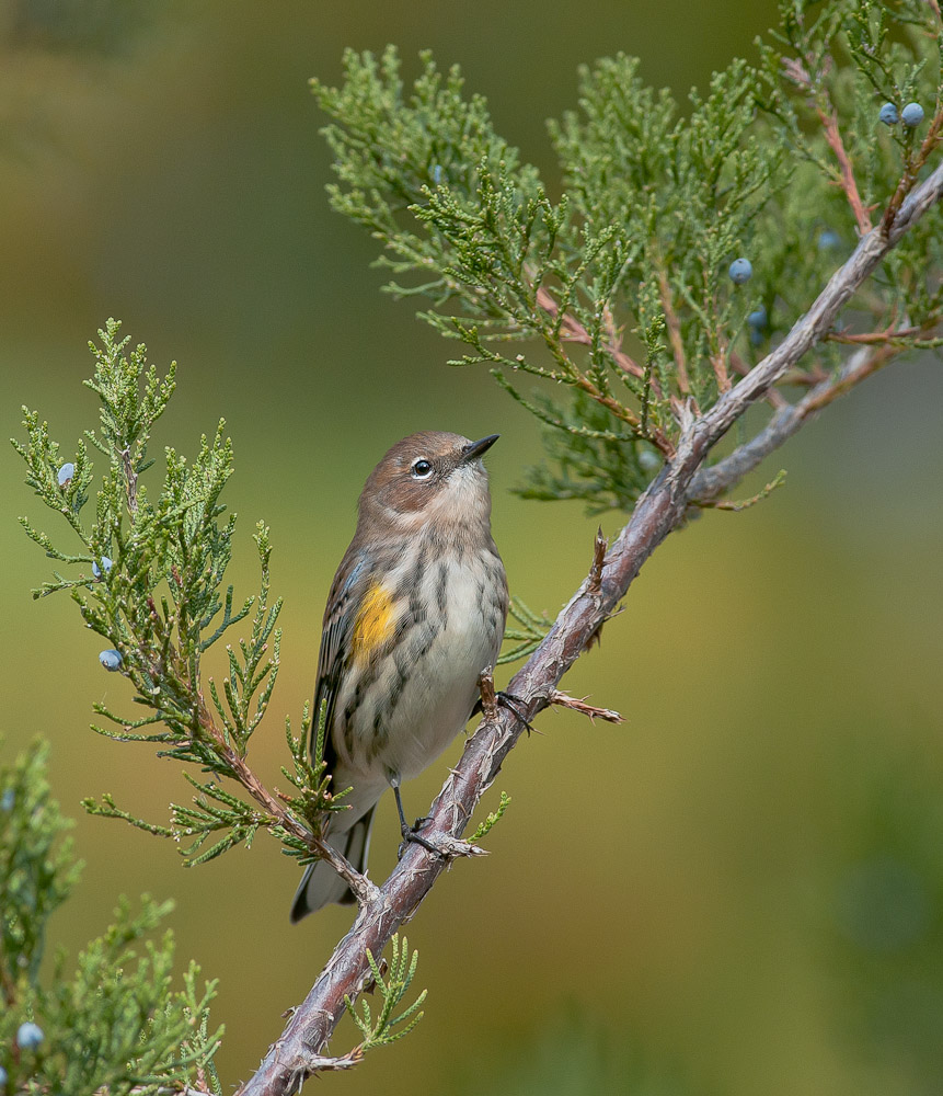 Yellow-rumped Warbler