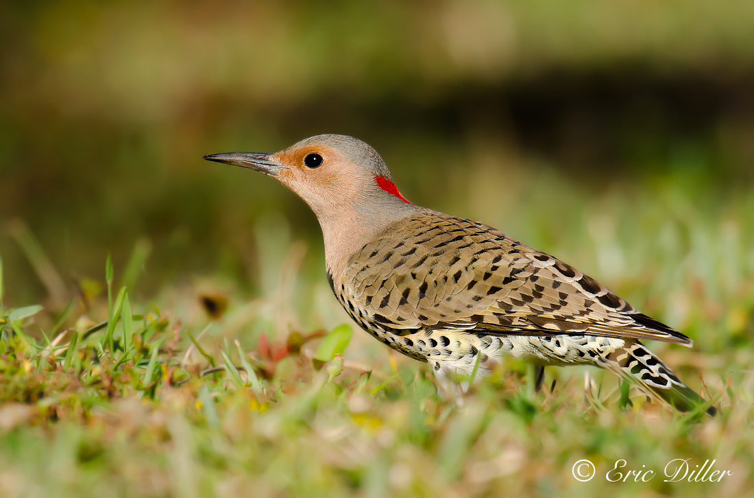 Female Northern Flicker