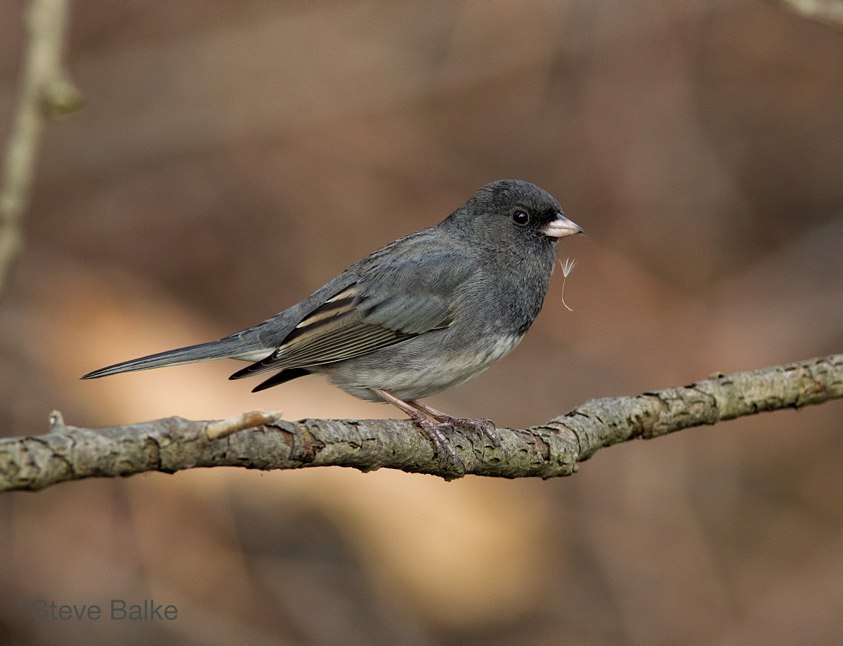 Dark-eyed Junco 