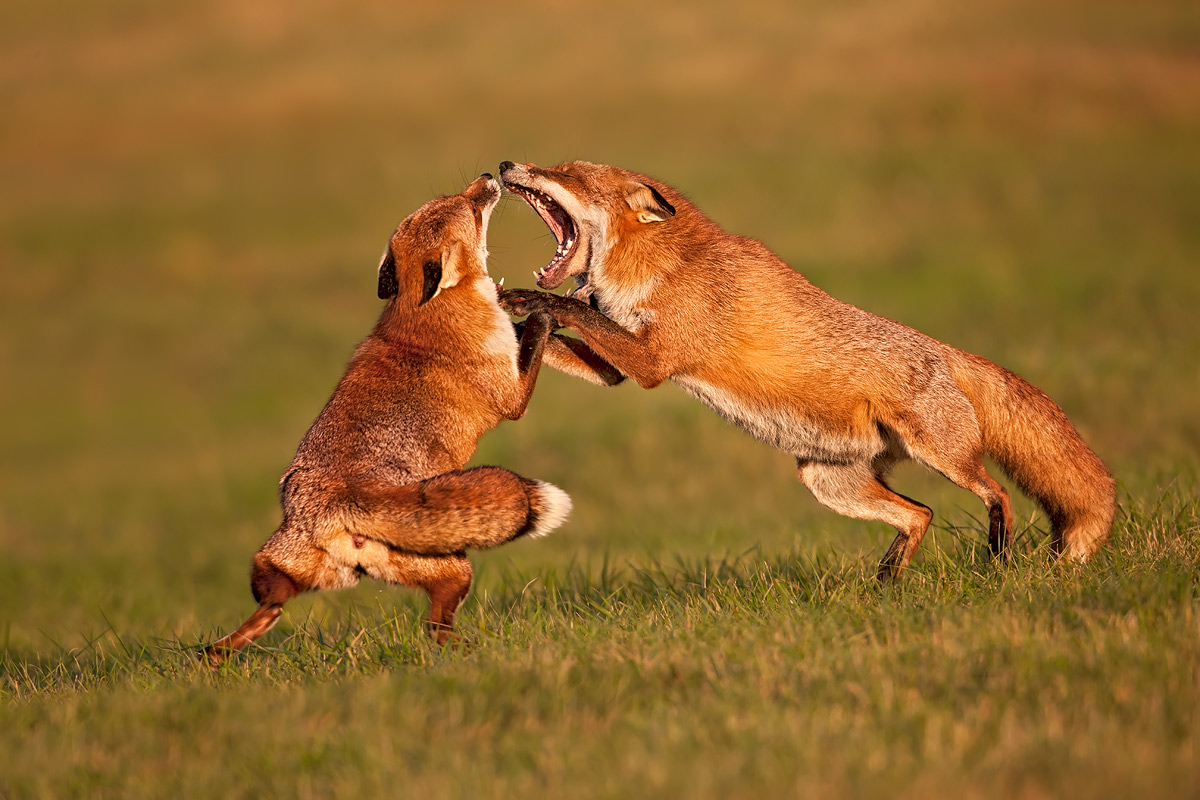 Autumnwatch fox update