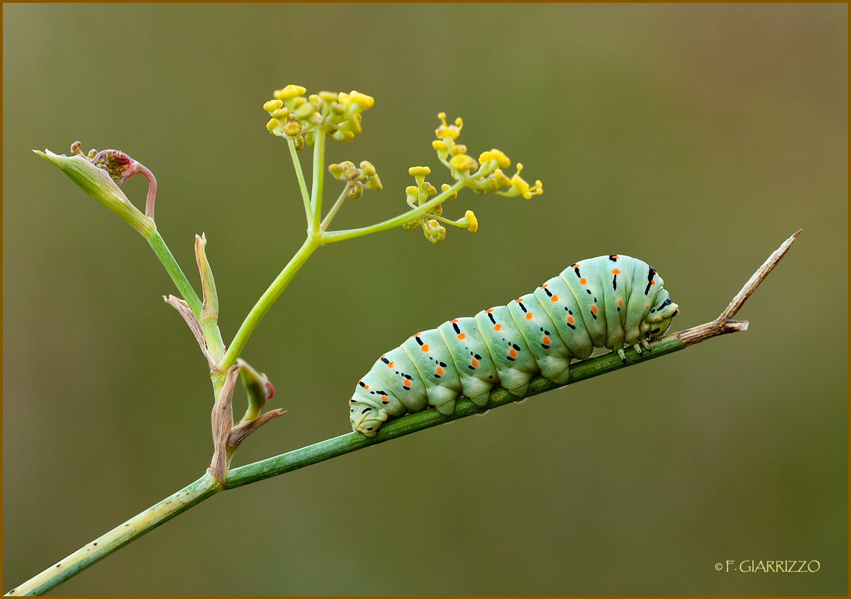 Swallowtail caterpillar