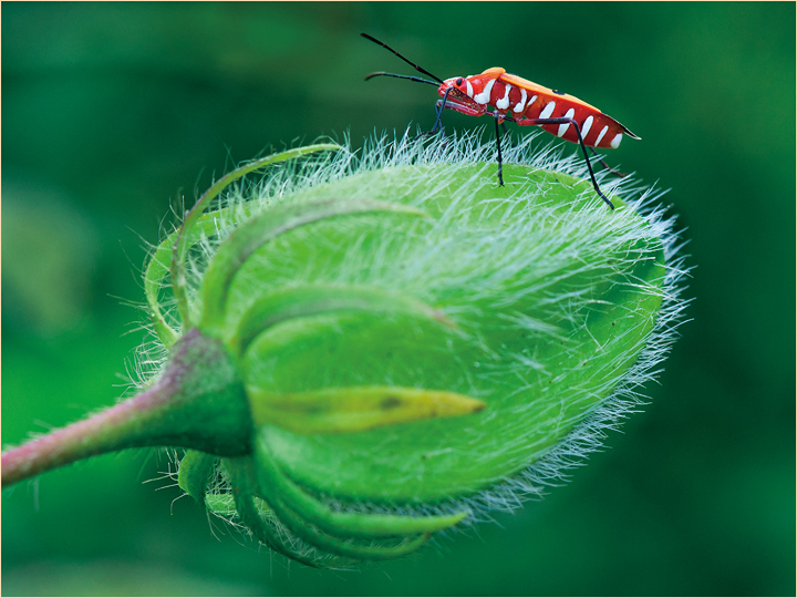Cotton red bug