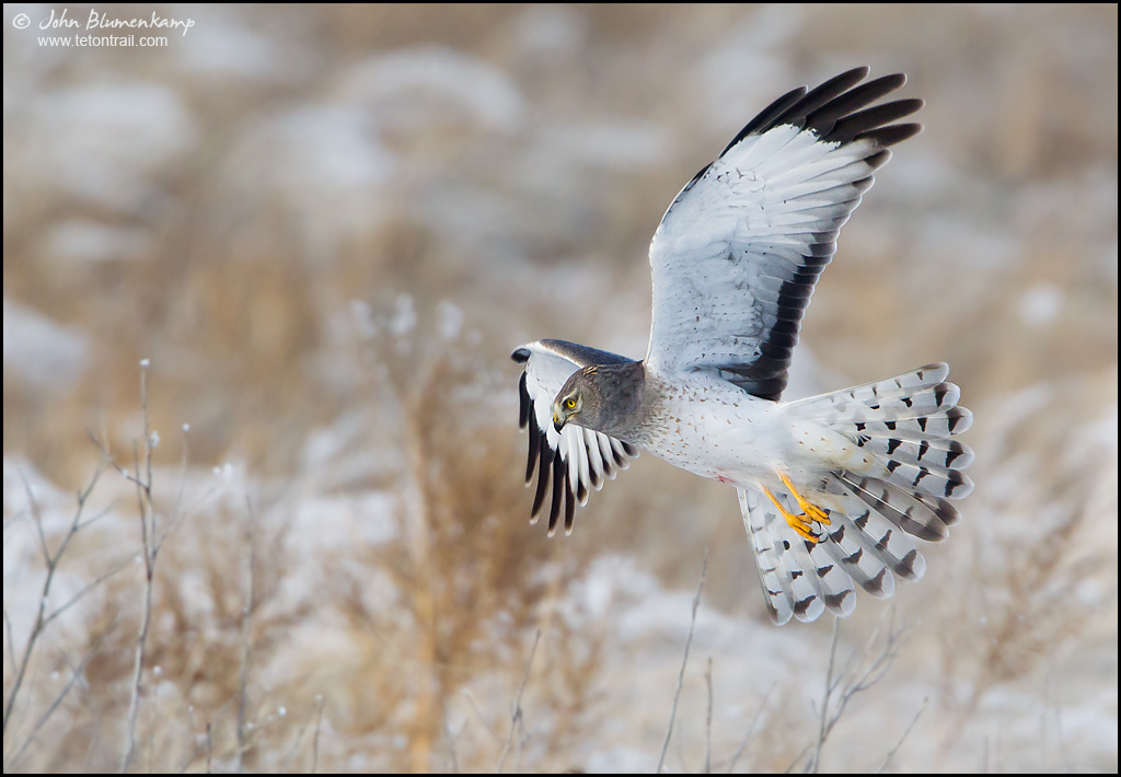 Harrier