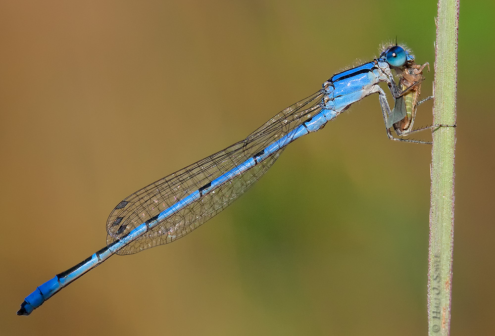 Dragonfly with snack