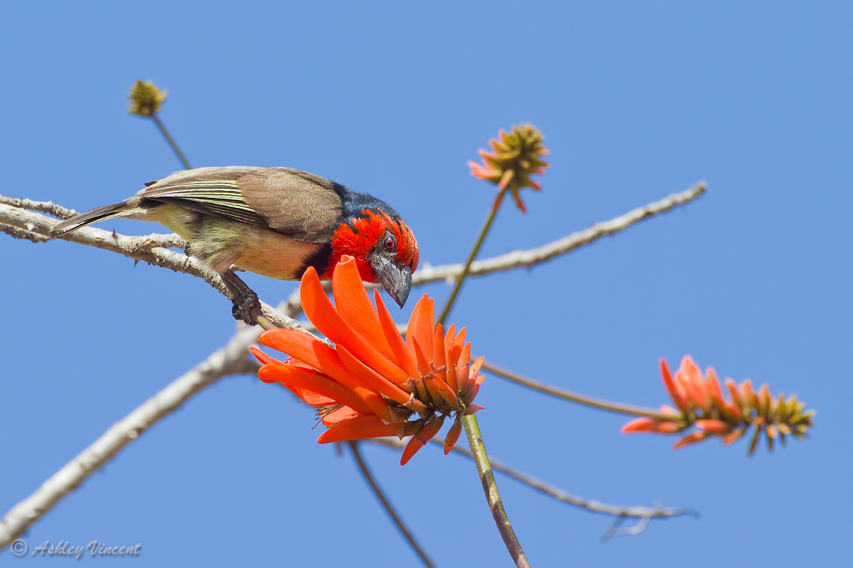 Black-Collared Barbet