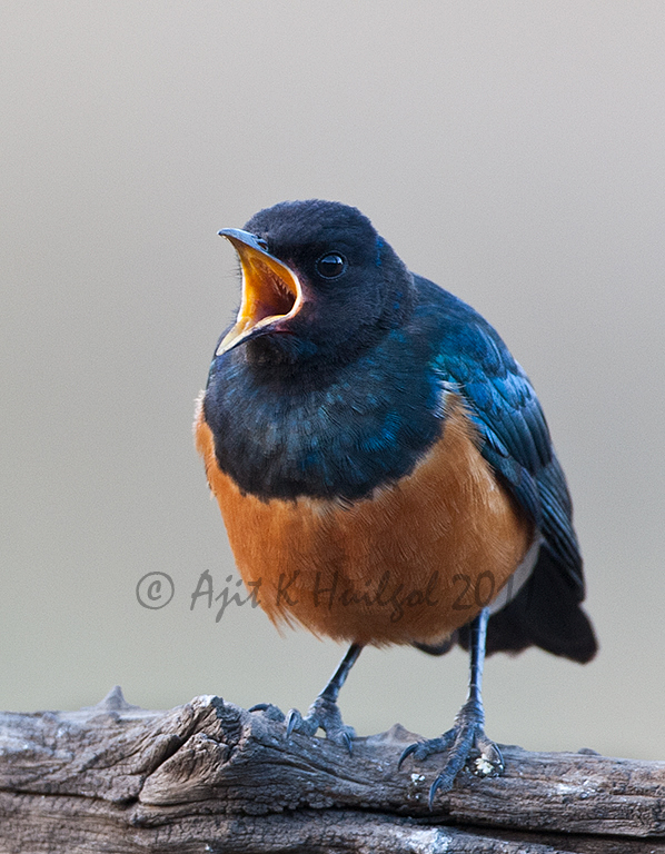 Superb starling