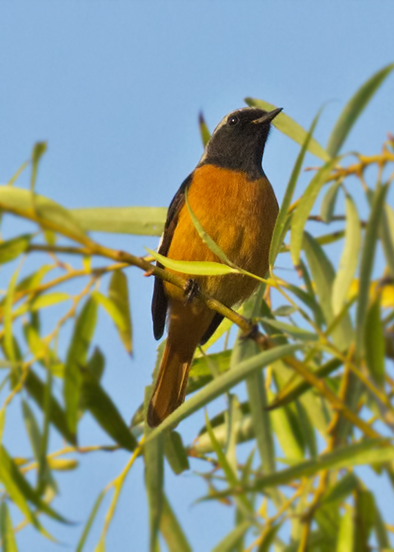 Redstart Male