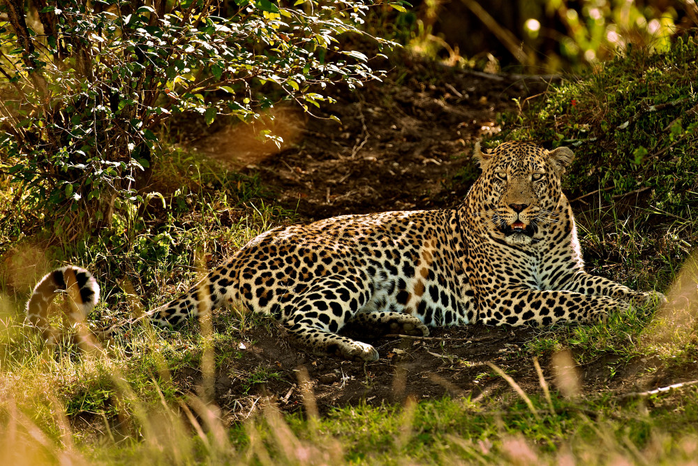 Leopard in Masai Mara