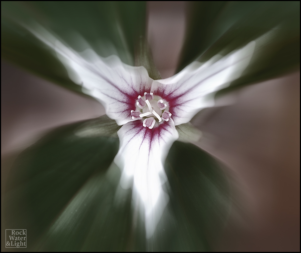 Ghost of a Trillium
