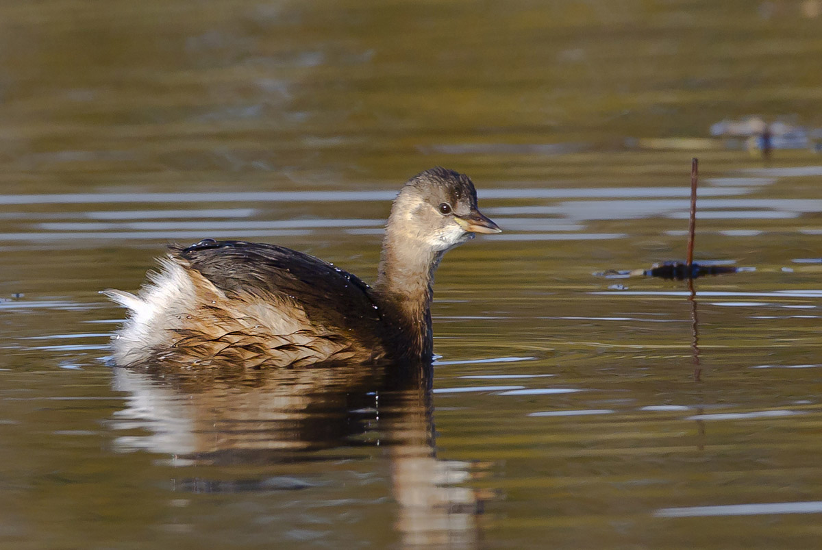 Little Grebe