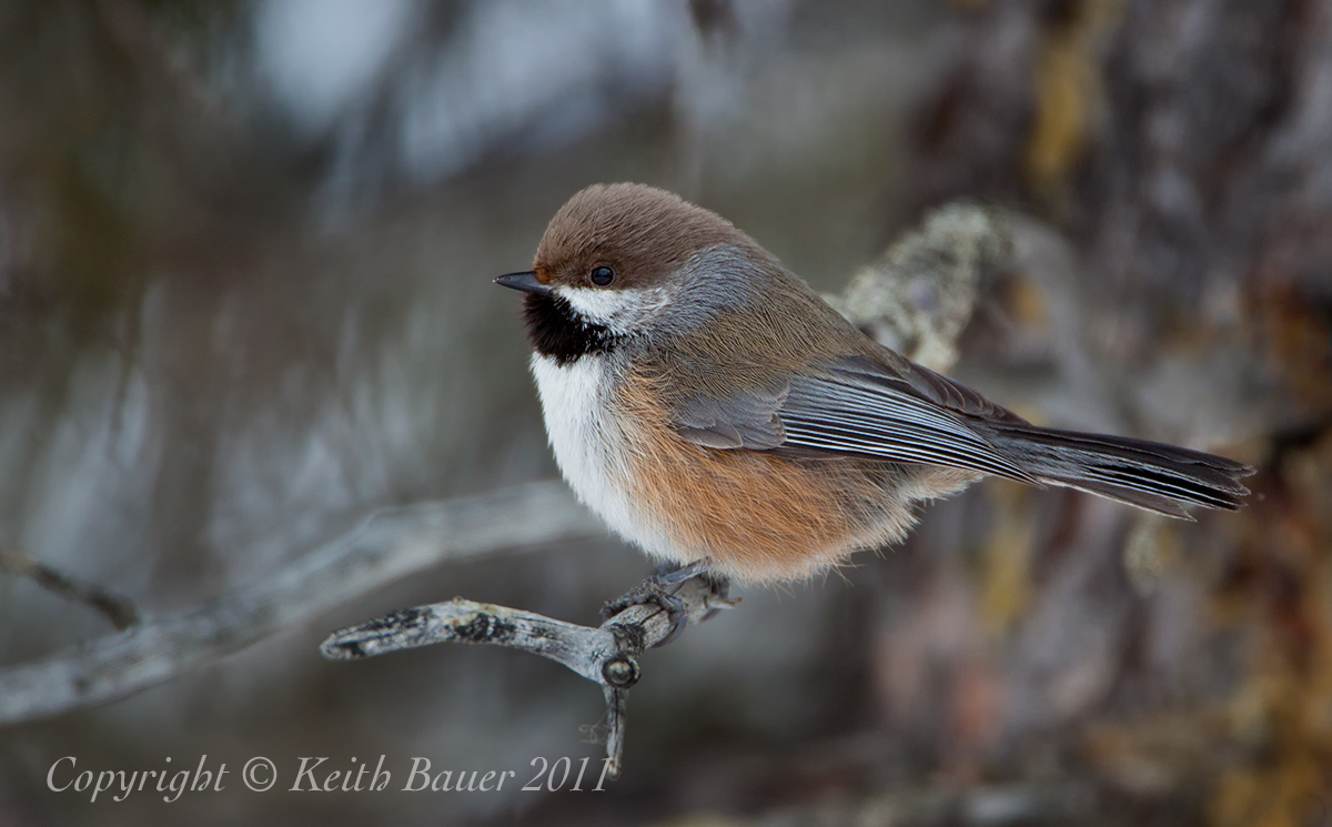 Boreal Chickadee