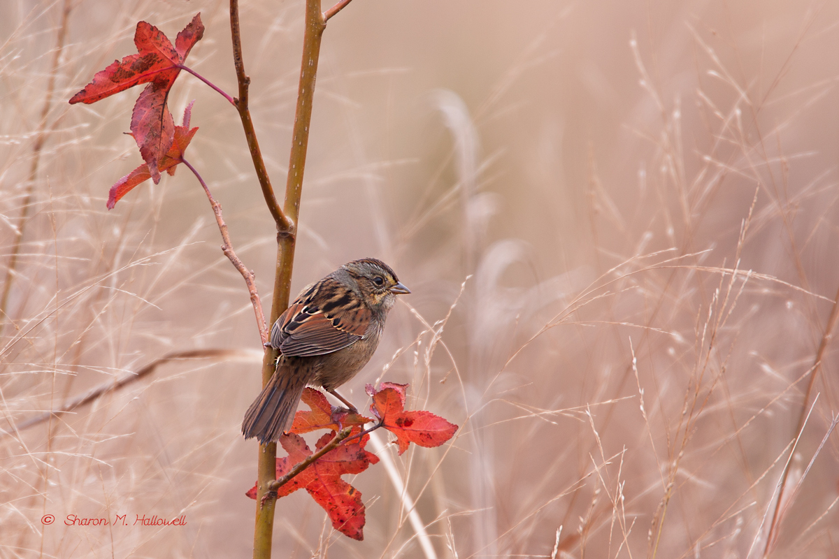 Swamp Sparrow