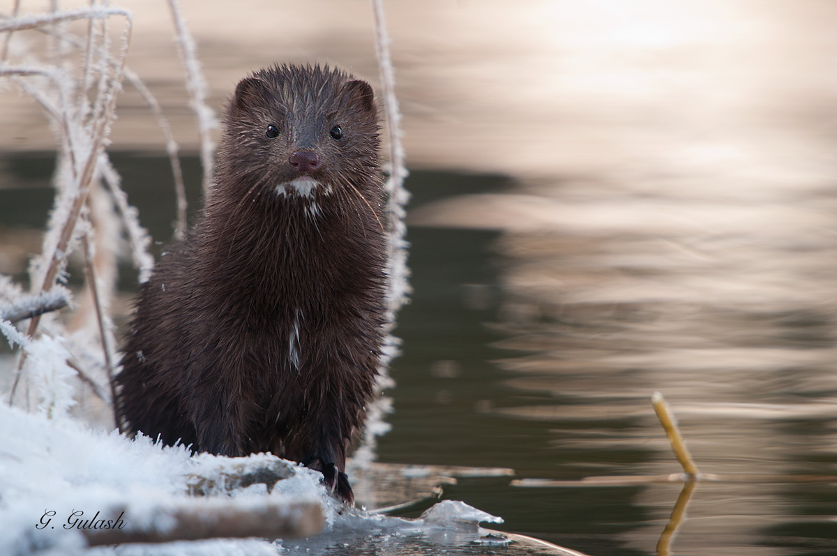 Mink