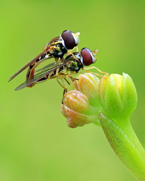 Tandem flight