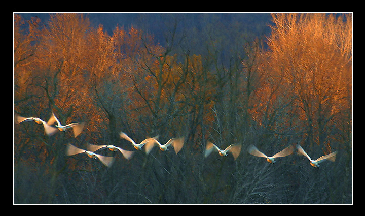 The Setting Sunlight