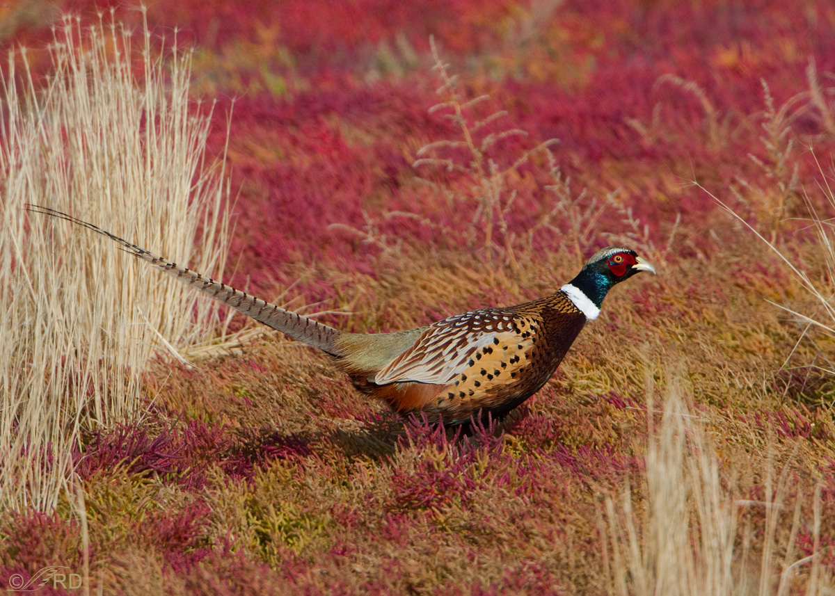 Ring-necked Pheasant