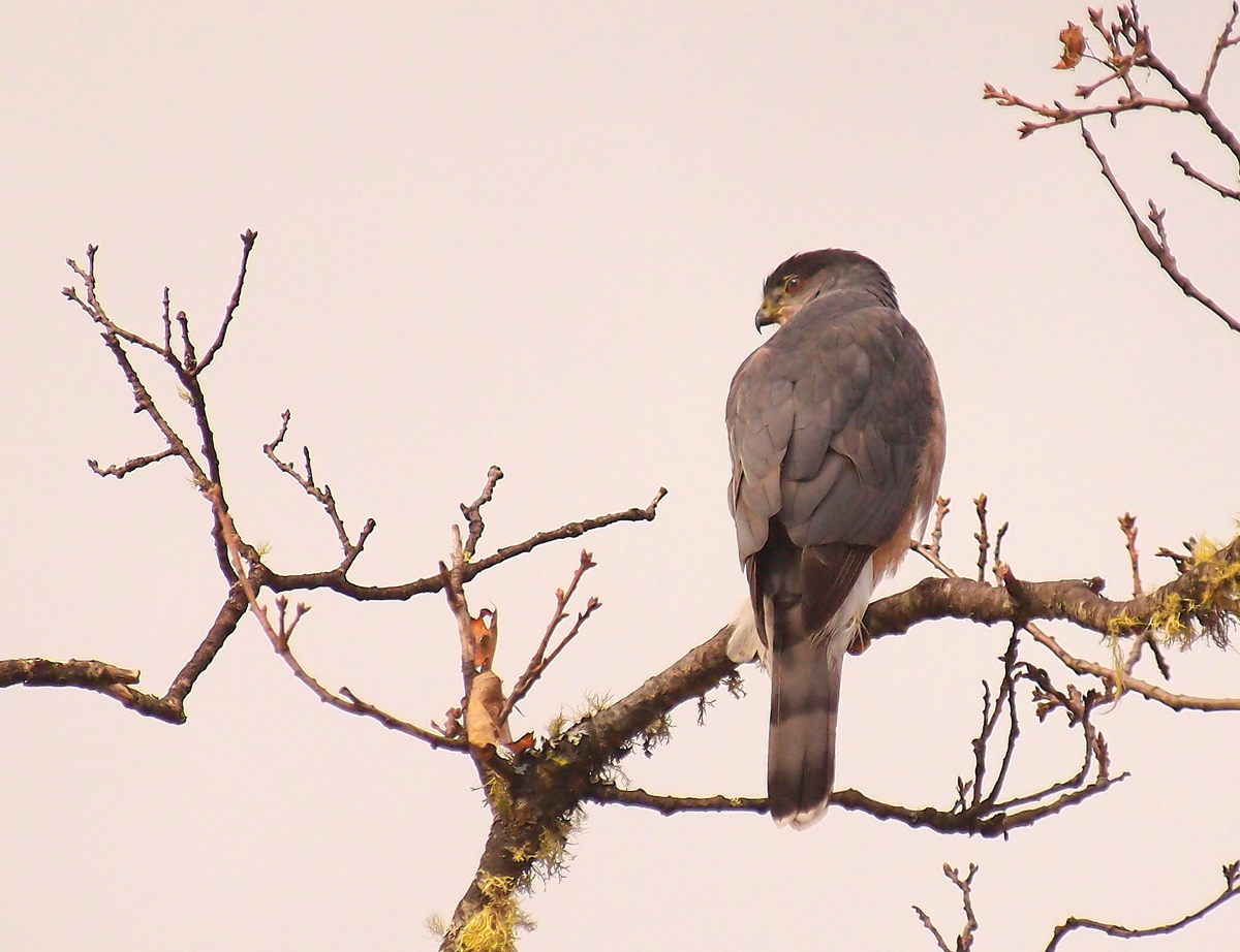 Coopers Hawk