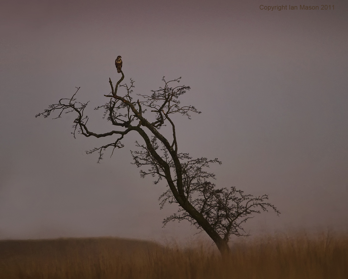 Buzzard (repost)
