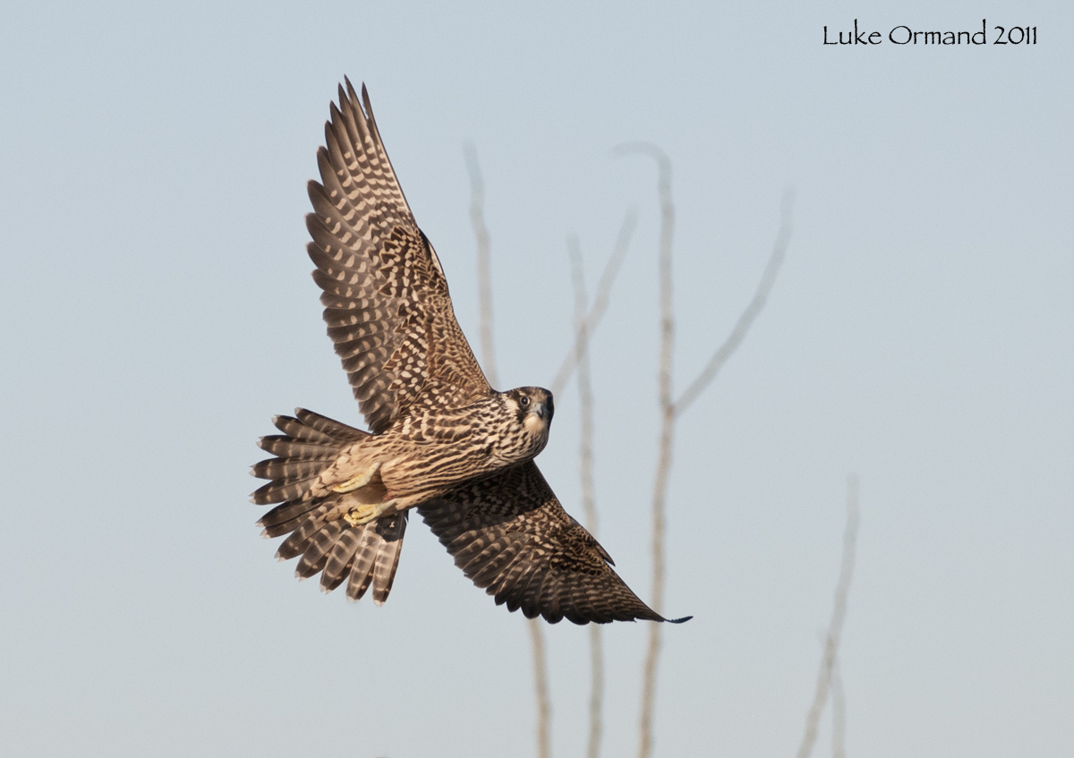 Peregrine 2