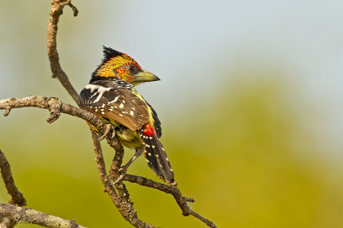 Crested Barbet