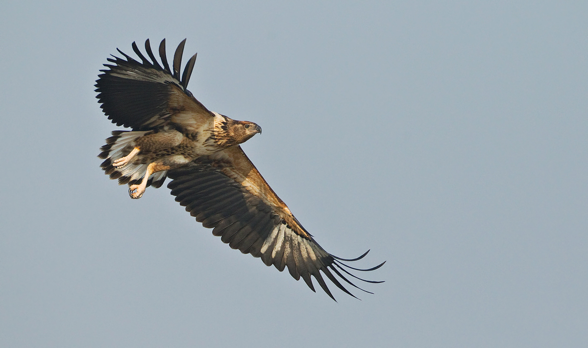 Juvenile Fish Eagle