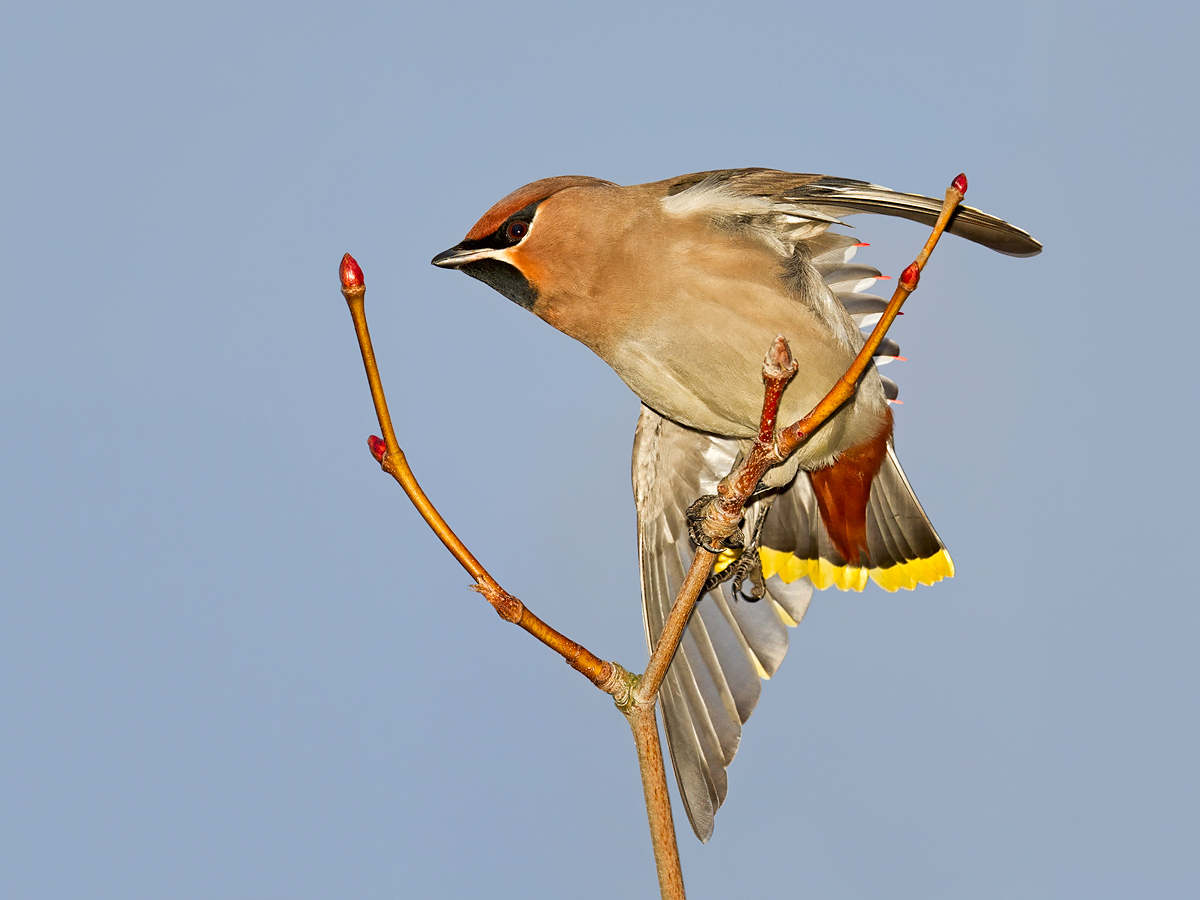 Waxwing