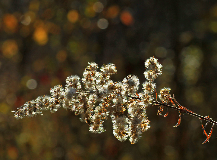 Backlit fall weed 2